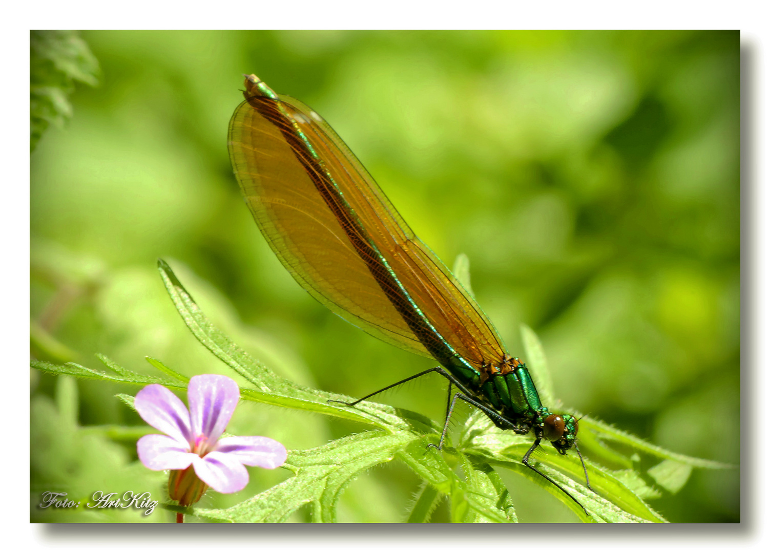 Prachtlibelle – Calopterygidae