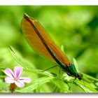 Prachtlibelle – Calopterygidae
