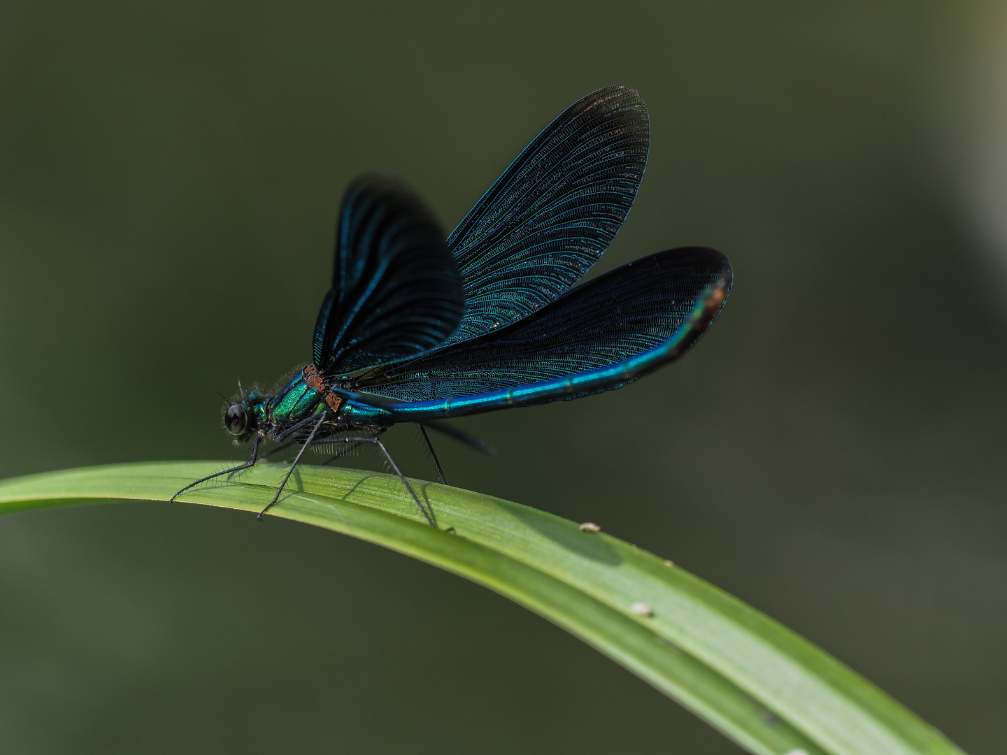 Prachtlibelle (Calopterygidae)