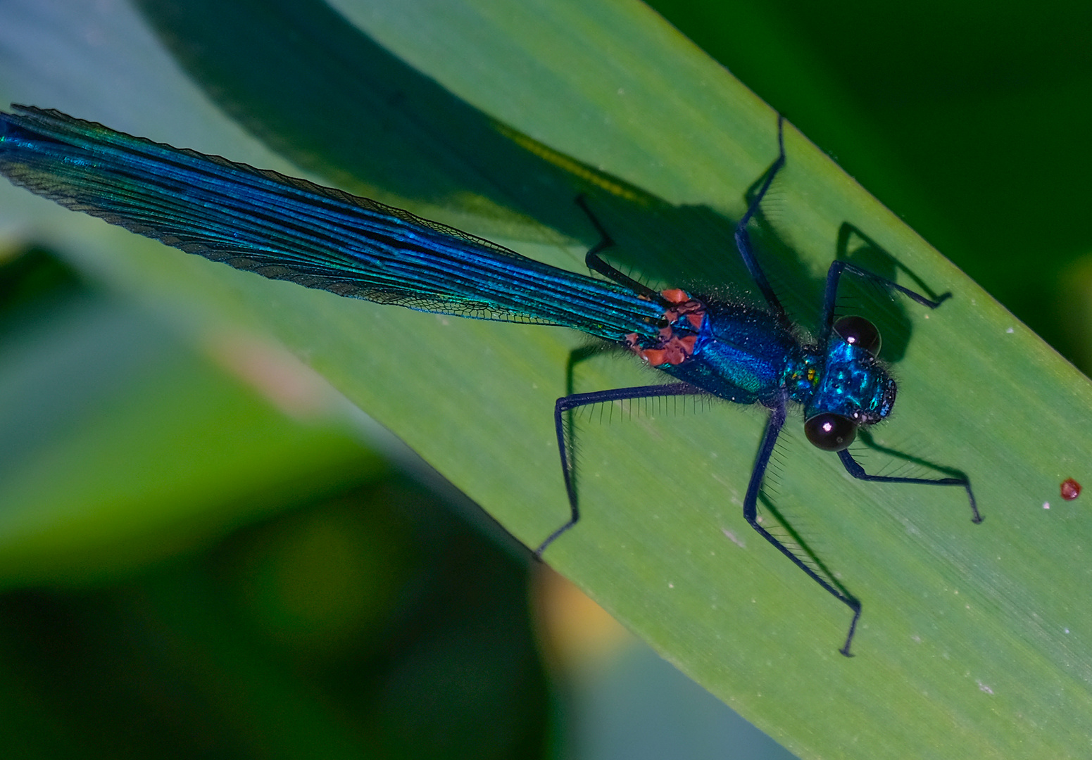 Prachtlibelle (Calopteryx splendens, m.)