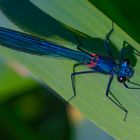 Prachtlibelle (Calopteryx splendens, m.)