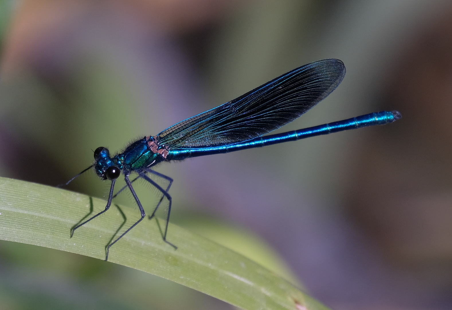 Prachtlibelle (Calopteryx splendens, m.)