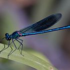 Prachtlibelle (Calopteryx splendens, m.)