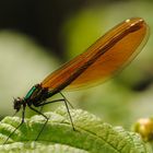 Prachtlibelle (Calopteryx virgo, w)