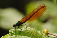 Prachtlibelle (Calopteryx virgo, w)