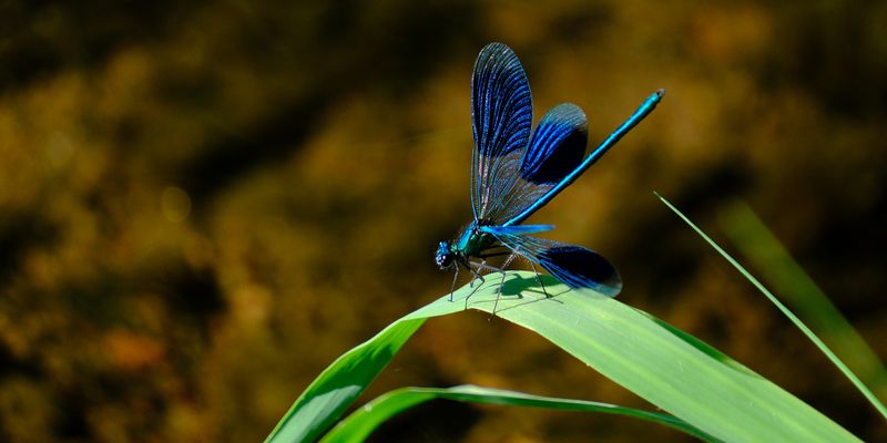Prachtlibelle (entfaltet)
