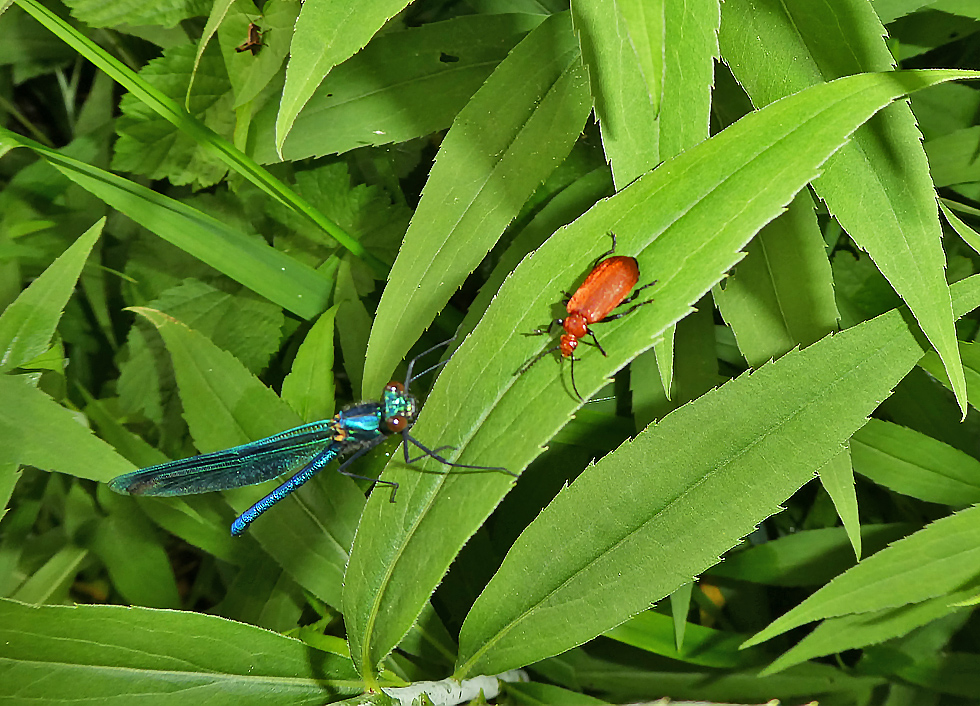 Prachtlibelle + Feuerkäfer