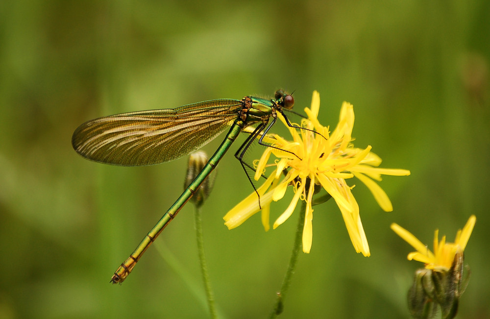 Prachtlibelle grün