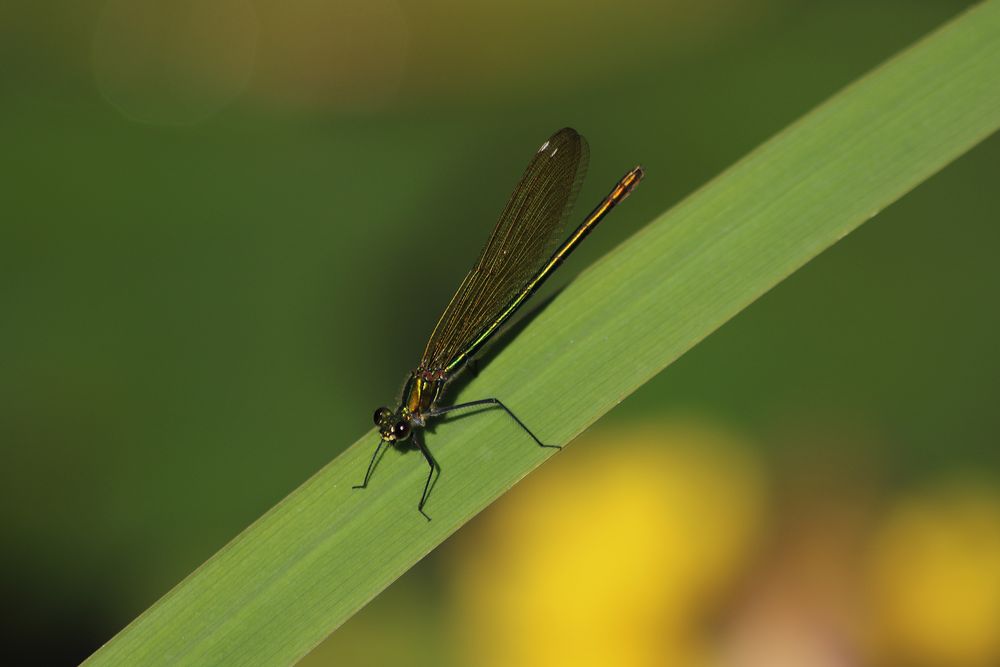 Prachtlibelle im Abendlicht