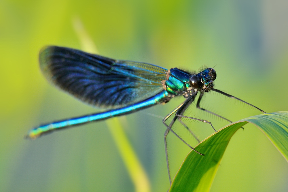 Prachtlibelle im Abendlicht