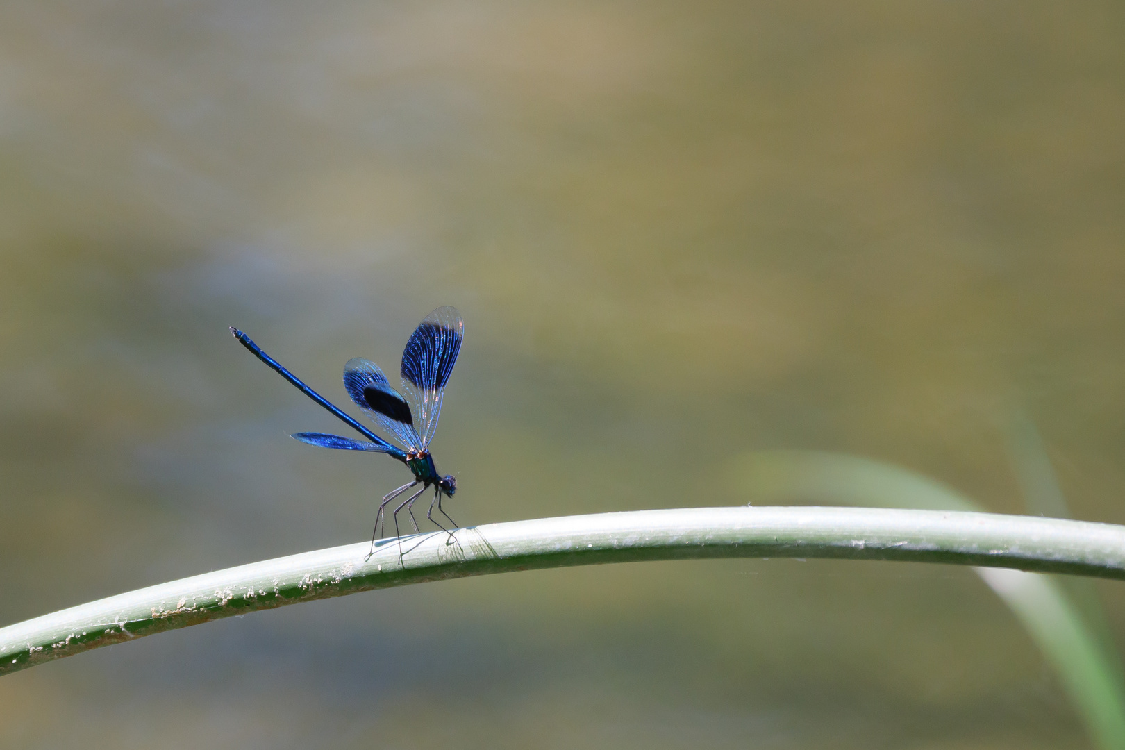 Prachtlibelle im Abflug