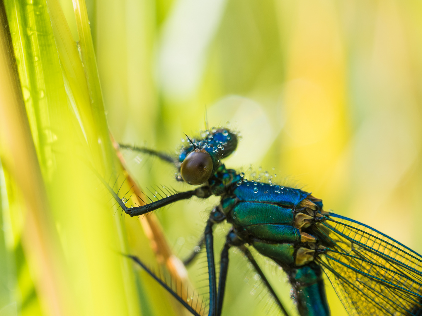 Prachtlibelle im Dschungel der Wiese