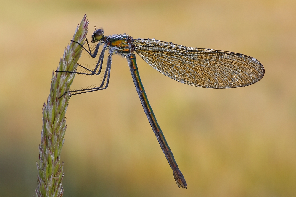 Prachtlibelle im ersten Sonnenlicht