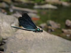 Prachtlibelle im Flug