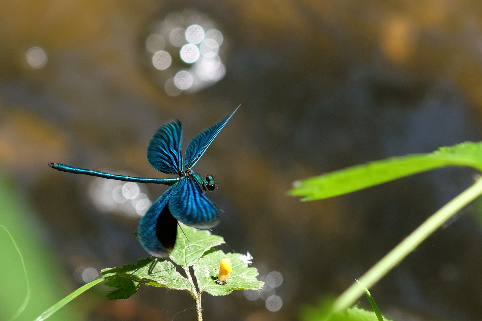 Prachtlibelle im Flug