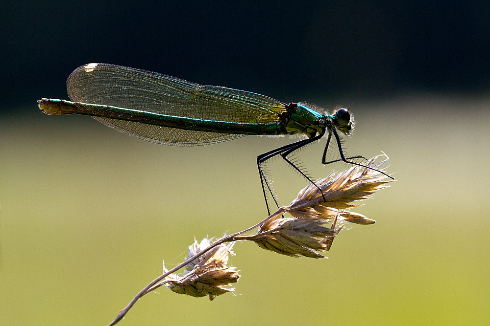 Prachtlibelle im Gegenlicht