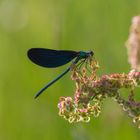 Prachtlibelle im Gegenlicht