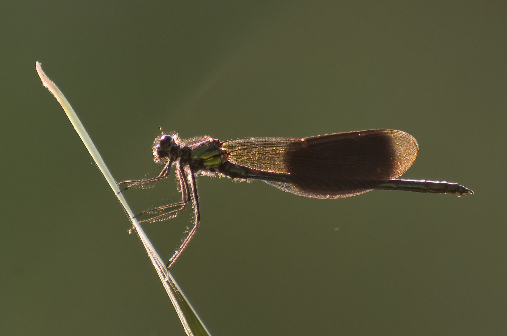 Prachtlibelle im Gegenlicht