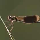 Prachtlibelle im Gegenlicht