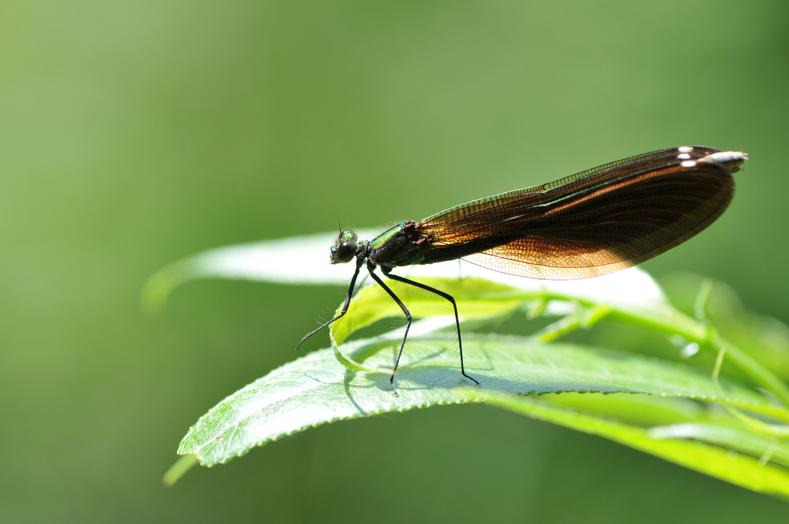 Prachtlibelle im Gegenlicht