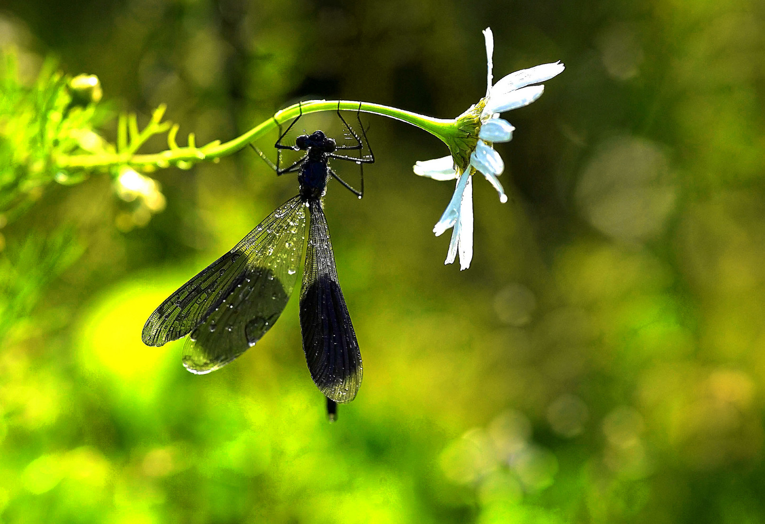 Prachtlibelle im Gegenlicht