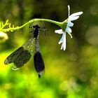 Prachtlibelle im Gegenlicht