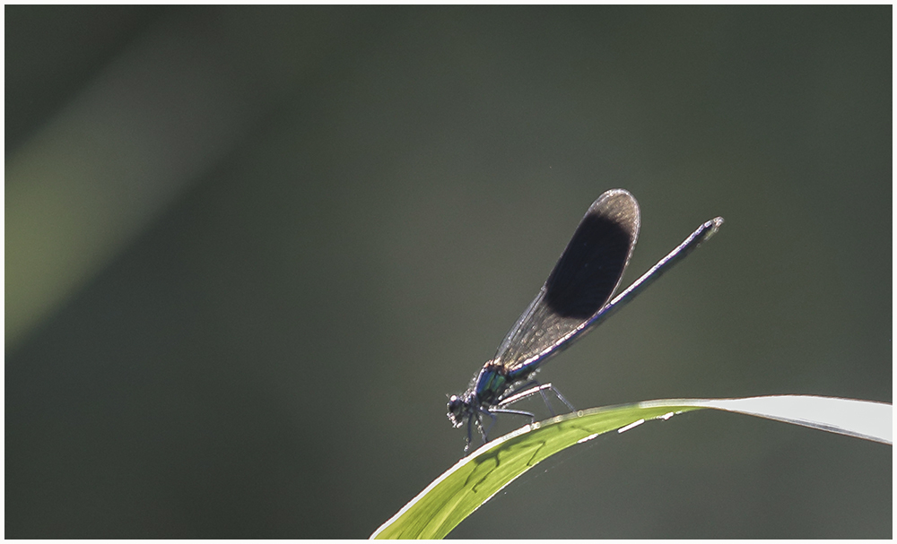 Prachtlibelle im Gegenlicht