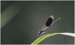 Prachtlibelle im Gegenlicht