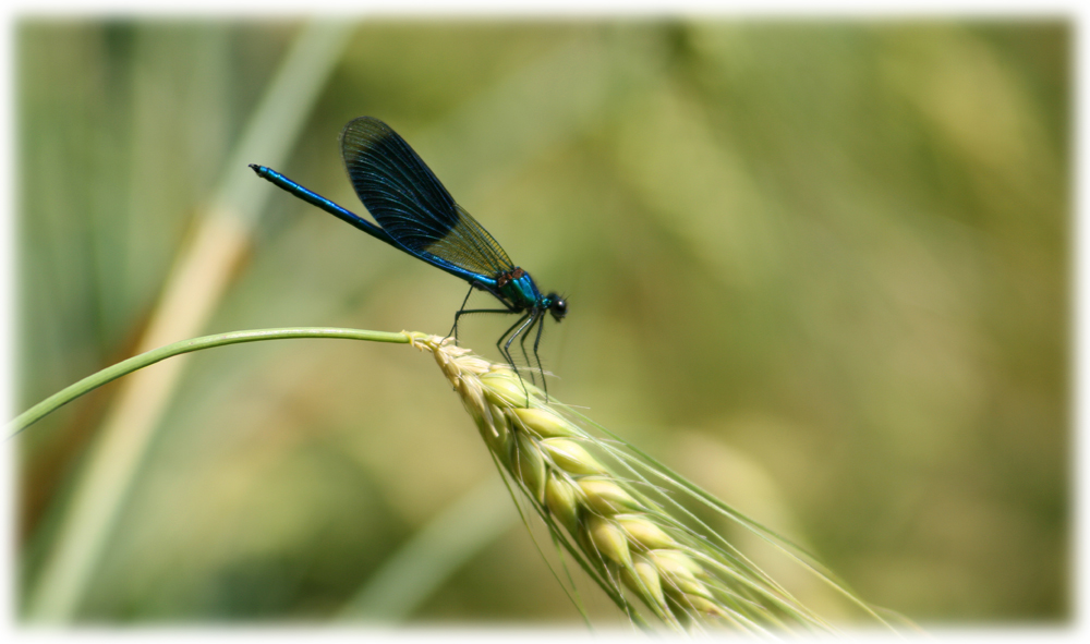 Prachtlibelle im Kornfeld