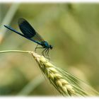 Prachtlibelle im Kornfeld