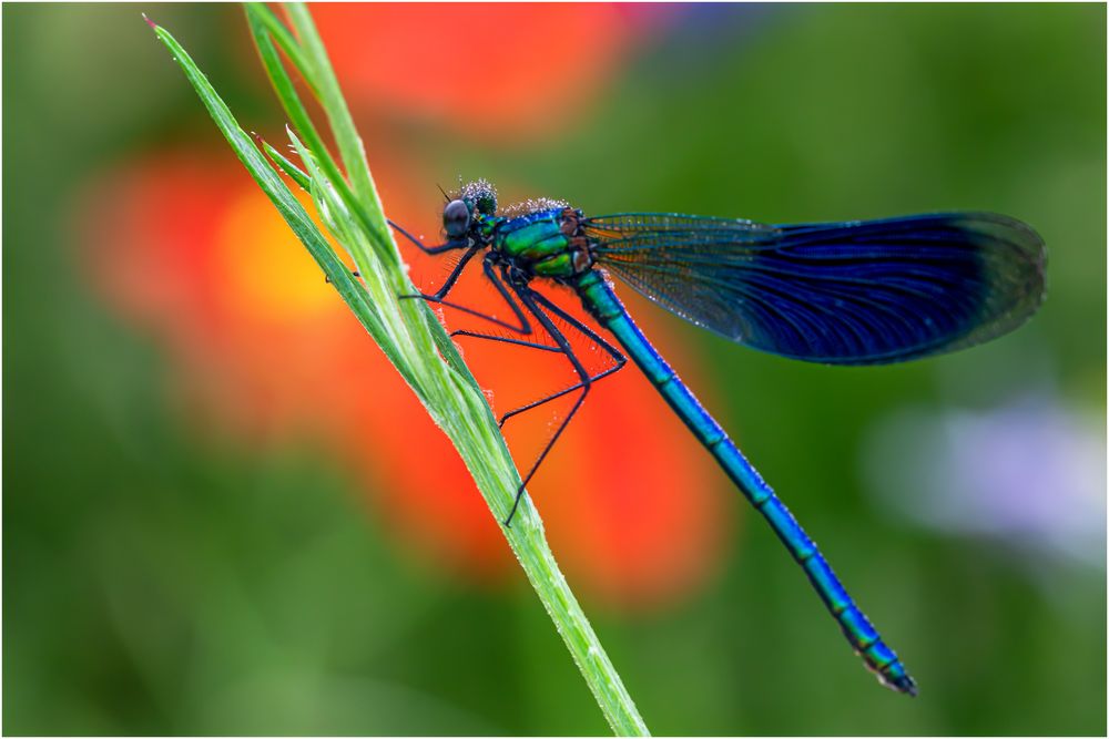 Prachtlibelle im Mohnfeld