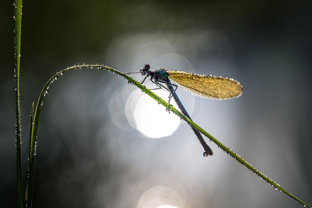 Prachtlibelle im Morgentau