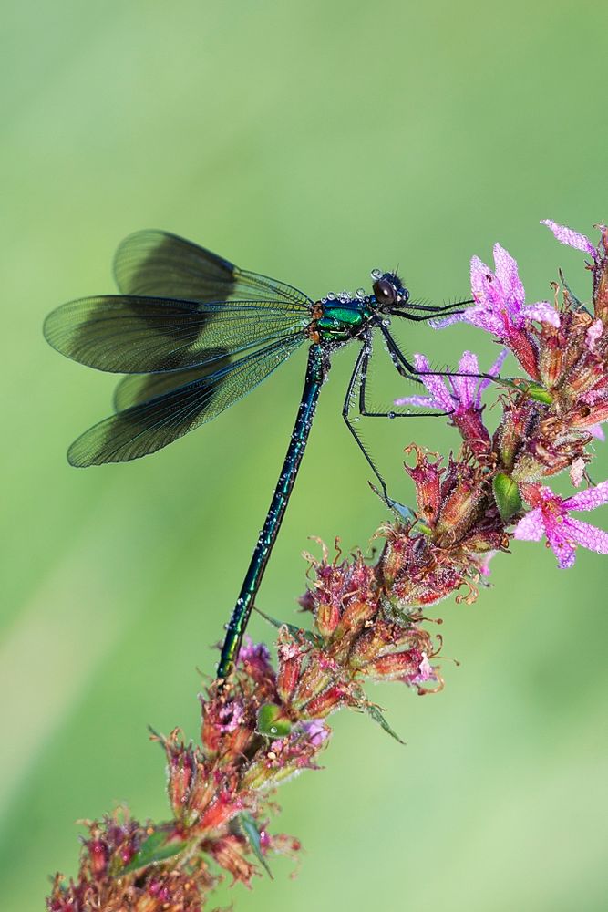 Prachtlibelle im Morgentau