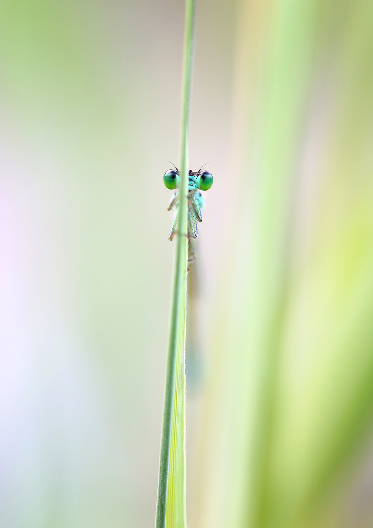 Prachtlibelle im Schilf