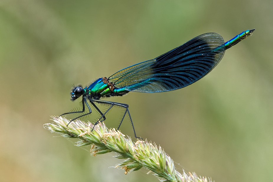 Prachtlibelle im Sommer