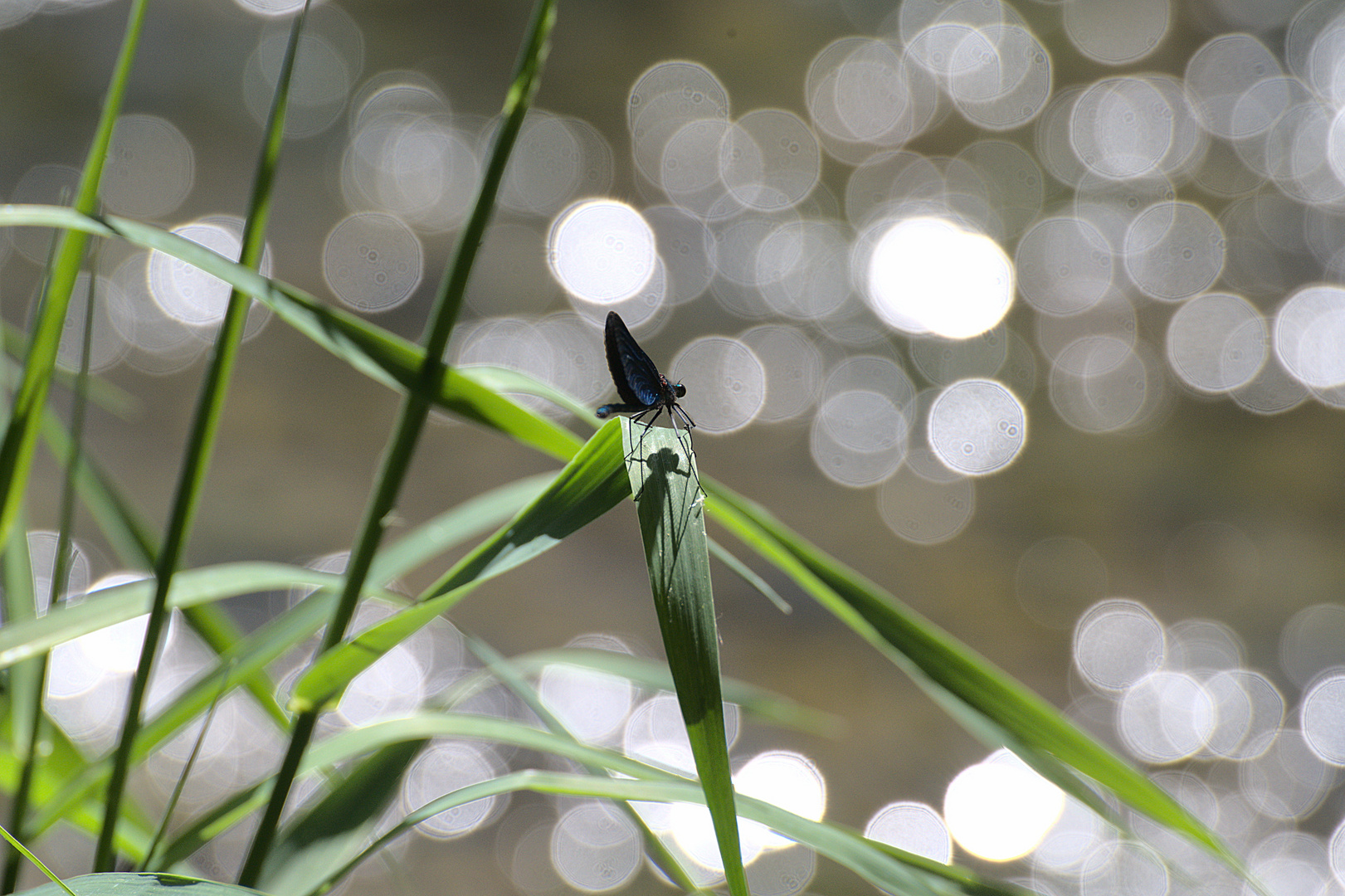 Prachtlibelle im Sonnenlicht