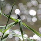 Prachtlibelle im Sonnenlicht