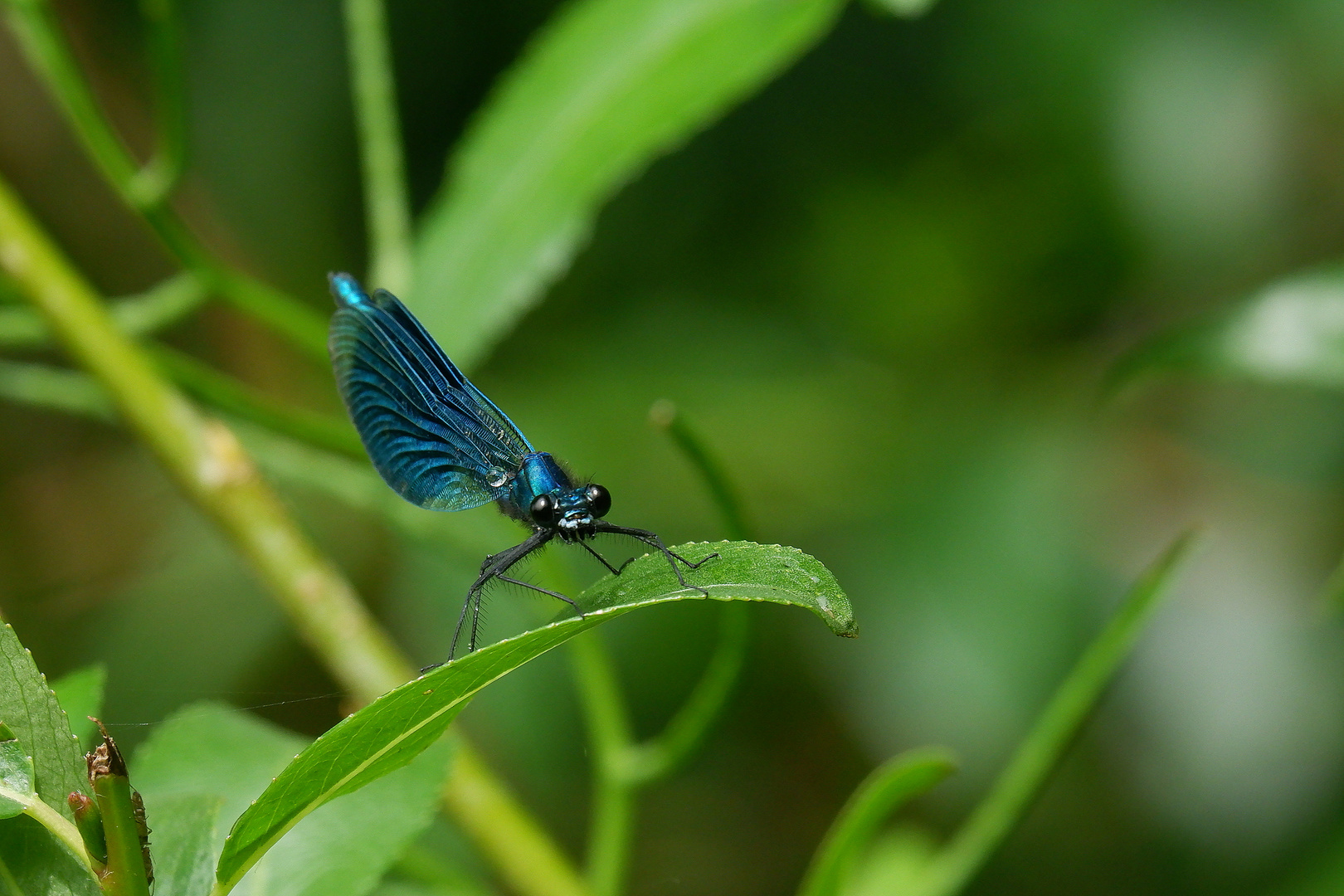 Prachtlibelle in Blau