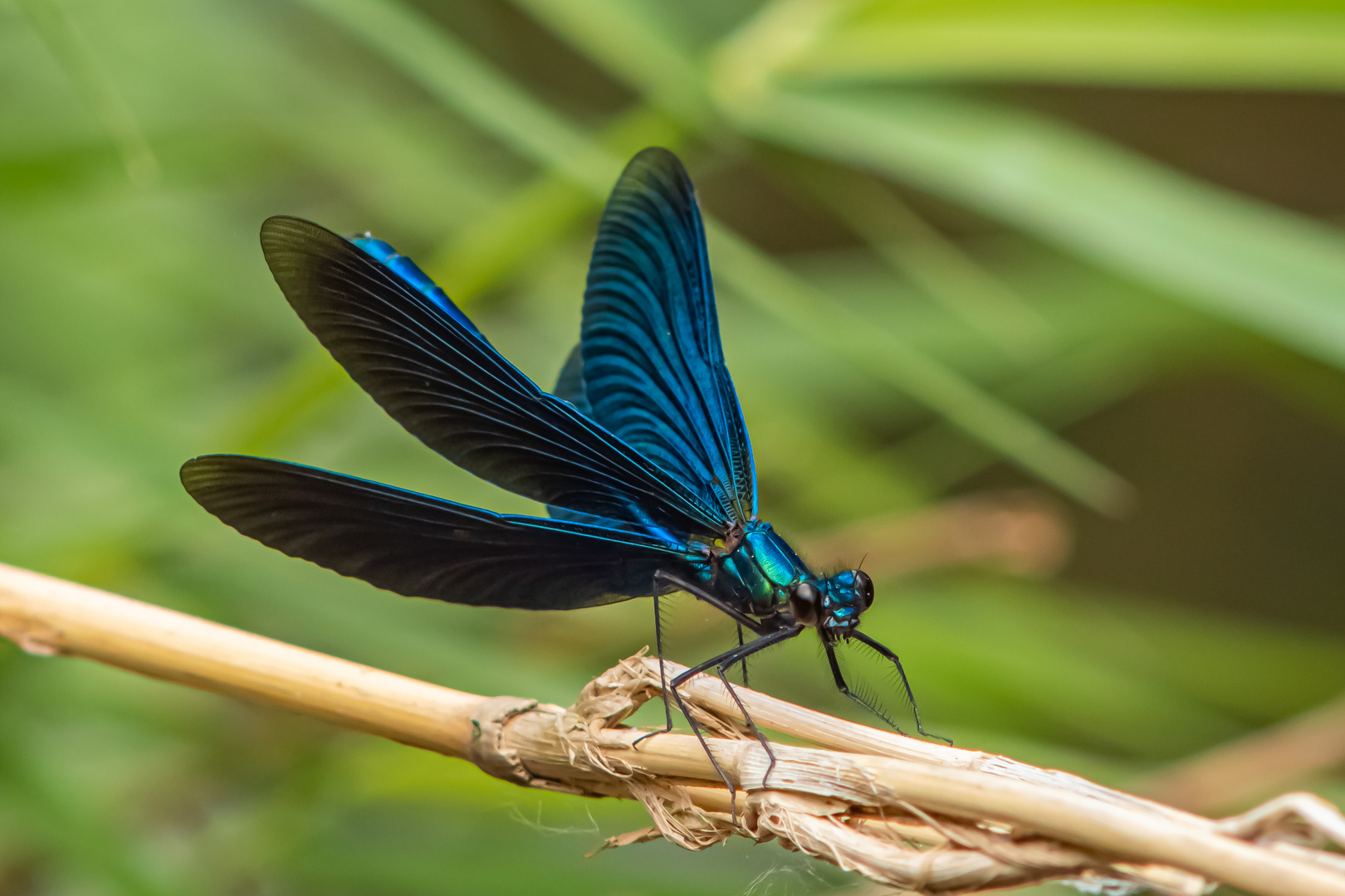 Prachtlibelle in der Eifel