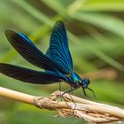 Prachtlibelle in der Eifel