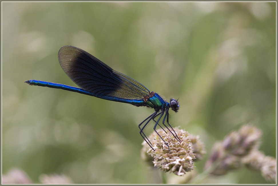 Prachtlibelle in der Leinemasch