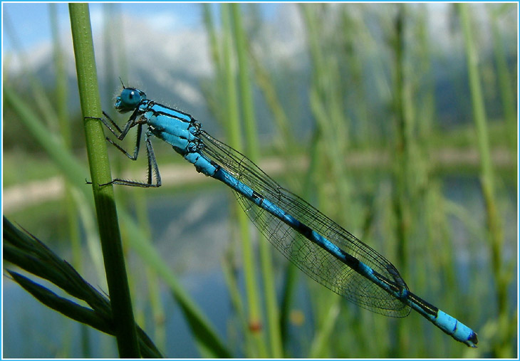 "Prachtlibelle in Südtirol"