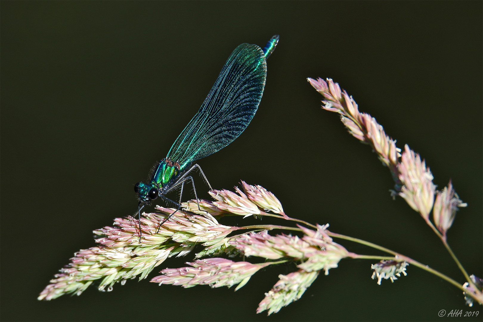 Prachtlibelle männlich