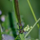 Prachtlibelle mal nicht mit Makro sondern Tele