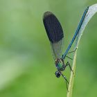 Prachtlibelle mit Tautropfen