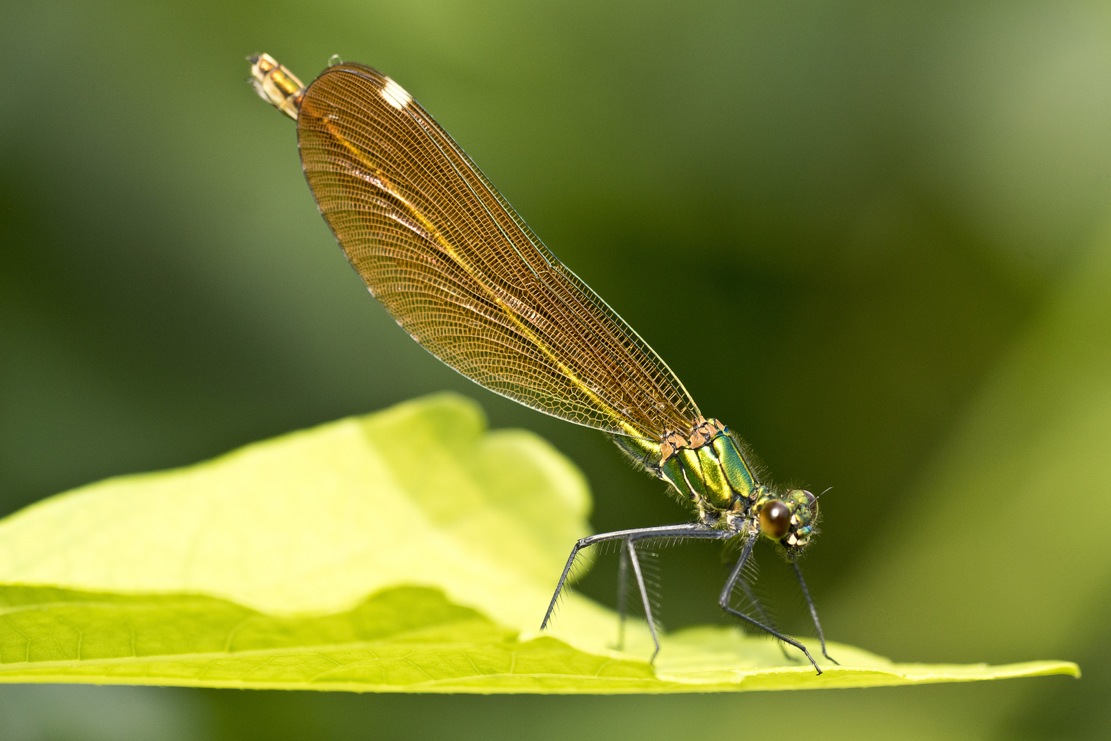 Prachtlibelle, Provence, am Ufer der Sorgue, 06.06.2018