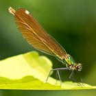 Prachtlibelle, Provence, am Ufer der Sorgue, 06.06.2018