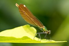 Prachtlibelle, Provence, am Ufer der Sorgue, 06.06.2018