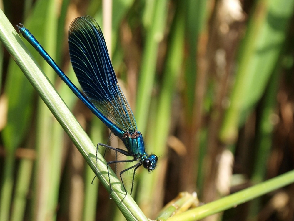 Prachtlibelle und Schattenspiel