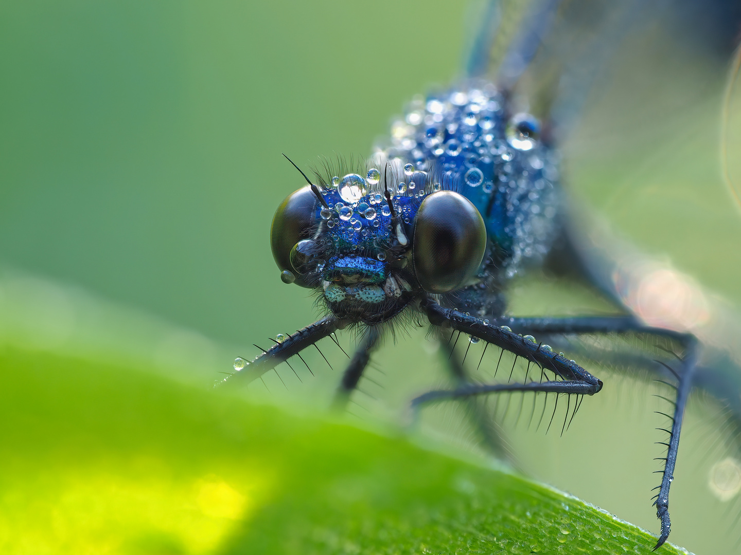 Prachtlibelle versteckt im Gras